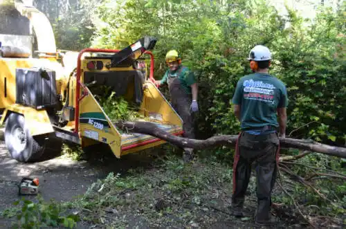 tree services Tama